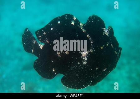 Riesiger Anglerfisch Antennarius commerson, Schwimmen, Bootstauchplatz, Padangbai, in der Nähe von Candidasa, Bali, Indonesien Stockfoto