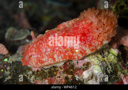 Spanische Tänzerin, Hexabranchus sanguineus, Nachttauchgang, Baung Penyu Tauchplatz, in der Nähe der Blauen Lagune, Candidasa, Bali, Indonesien Stockfoto