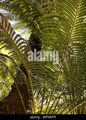 Schöne dappled schattig Arecaceae Palmen in Madagaskar, viele sind sehr selten und gefährdet. Stockfoto