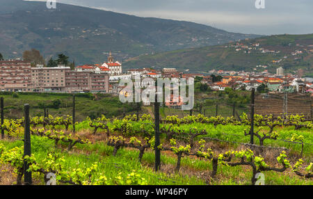 Weinberge im Tal des Flusses Douro, Portugal Stockfoto