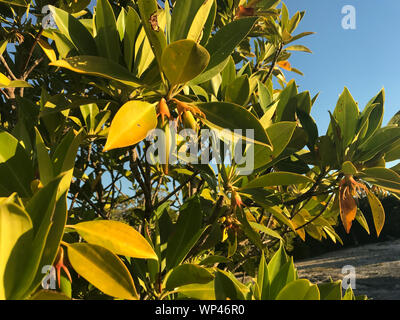 Blätter und Früchte, Propagules, der Mangrove Bruguiera gymnorhiza im Süden waest Küstenwald in Madagaskar Stockfoto