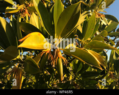 Blätter und Früchte, Propagules, der Mangrove Bruguiera gymnorhiza im Süden waest Küstenwald in Madagaskar Stockfoto