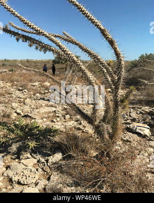 Didierea madagascariensis, Tintenfisch, der Baum der westlichen Madagaskar, in einem typischen Teil der Stacheligen Wald, einzelne Muster, der Gewohnheit und der Struktur Stockfoto