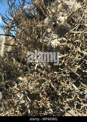 Flechten wachsen auf Toten dornigen Zweigen der Didierea madagascariensis, Tintenfisch, der Baum der westlichen Madagaskar, in einem typischen Teil der Stacheligen Wald Stockfoto