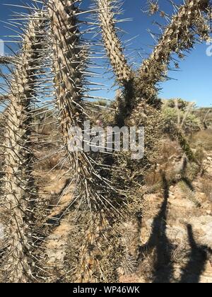 Flechten wachsen auf Toten dornigen Zweigen der Didierea madagascariensis, Tintenfisch, der Baum der westlichen Madagaskar, in einem typischen Teil der Stacheligen Wald Stockfoto