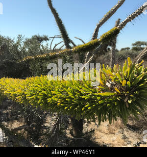 Ungewöhnlich grünen Zweig der Didierea madagascariensis, Tintenfisch, der Baum der westlichen Madagaskar, in einem typischen Teil der Stacheligen Wald in dem Details Stockfoto