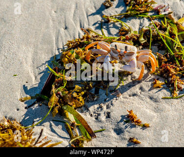 Single Ghost Crab, Ocepode sp, auf einem Strand auf Madagaskar. Es ist aufmerksam, und hält das grouind mit langer Schatten in der eveniong Licht. Andavodoaka Stockfoto