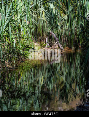 Reflexionen von Palm Blätter in den Fluss am unteren Rand einer Schlucht im Isalo Nationalpark, Madagaskar Stockfoto