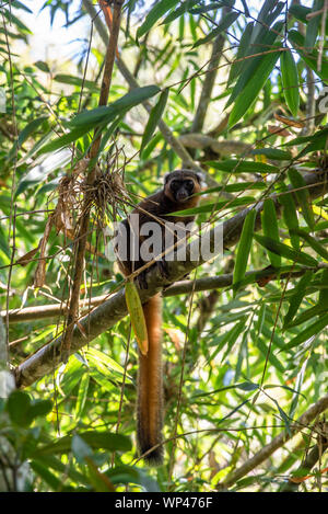 Kritisch bedrohte Golden Bambus Lemur, Hapalemur aureus, auf Bambus in die Kamera starrt stammt mit dem goldenen Schwanz in Ranomafana Nat hängen Stockfoto