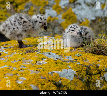 Süße flauschige Küken paar Silbermöwe, Larus argentatus, im Freien auf einem orangefarbenen Flechten bedeckt Rock in der Farne Islands im Juni. Northumberland, Stockfoto