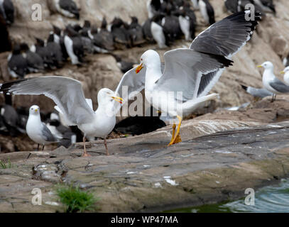 Paar der Silbermöwe, Larus argentatus, Durchführen einer Kopplung oder balztanz Verbeugung und schlagenden Flügeln, auf die Farne Islands, UK, auf einem flachen Felsen wi Stockfoto