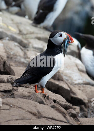 Nach puffin, Fratercula arctica, stehend auf einer felsigen Küste mit einem beakfull Fett Sandaal für ihre chiicks in der Nähe nisten Burrows, Farn Stockfoto