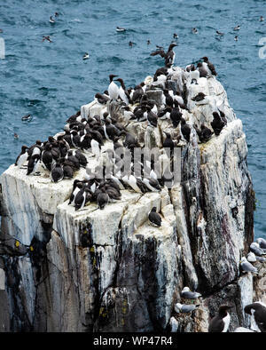 Guillemots und Kittiwakes brüten auf einem abschüssigen weißen Guano bedeckten Felsen auf den Farne Islands, Northumberland, Großbritannien Stockfoto