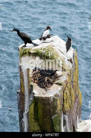 Drei Guillemots und zwei Shags brüten auf einem winzigen, abschüssigen weißen Guano-bedeckten Felsen auf den Farne Islands, Northumberland, Großbritannien. Seetang Nest Stockfoto