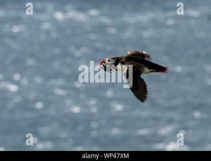 Single Papageitaucher, Farne, Northumberland, im Flug, mit einem beakful Sandaal Rückkehr in die Verschachtelung graben die pufflings zu füttern, die Küken. Backgr Stockfoto