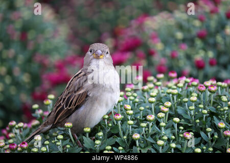 Spatz sitzt auf einem Blumen Bereich der Rosa und Rote Chrysanthemen, malerische Landschaft in sanften Farben. Floral background, schöne Muster Stockfoto