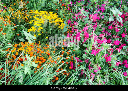 Jährliche Blumen, Tagetes tenuifolia Ringelblumen, blühende Tabak Nicotiana in Garden Bed Stockfoto