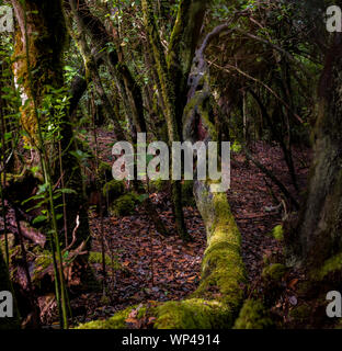 La Gomera, Kanarische Inseln, zentrale alte Laurisilva Wälder auf dem zentralen Berg mit vielen endemischen Arten. Bäume bedeckt von Moosen und Flechten Stockfoto