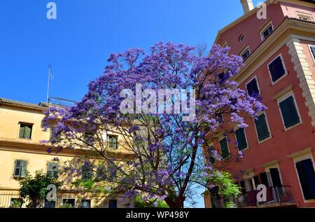 Jacaranda tree in Korfu Altstadt. (Jacaranda mimosifolia) Stockfoto