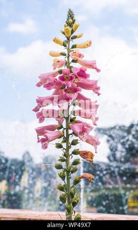 Der Hintergrund von Fingerhut Digitalis dalmatinischen Pflanze oder Blume Garten Landwirtschaft Stockfoto