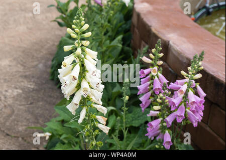 Der Hintergrund von Fingerhut Digitalis dalmatinischen Pflanze oder Blume Garten Landwirtschaft Stockfoto