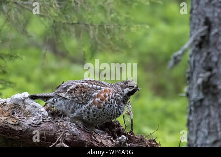 Haselhuhn (Tetrastes bonasia, Bonasa bonasia), männlich Sitzen auf einem gefallenen (tot) Baum in einem alten Fichtenwald. Finnland, Juni 2018. Stockfoto