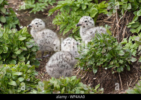 Silbermöwe, Larus argentatus, Küken. Norwegen, Hornøya, Juni 2018 Stockfoto