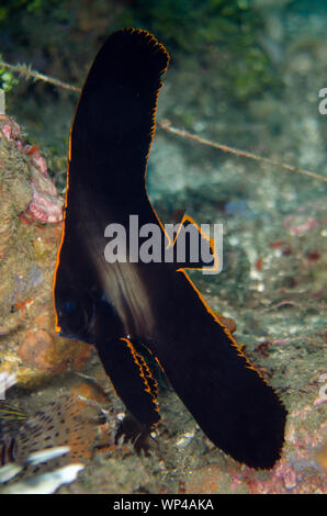 Juveniler gefiederter Spadefisch, Platax pinnatus, mit goldenem Rand, Laha Tauchplatz, Ambon, Maluku, Indonesien Stockfoto