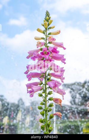 Der Hintergrund von Fingerhut Digitalis dalmatinischen Pflanze oder Blume Garten Landwirtschaft Stockfoto