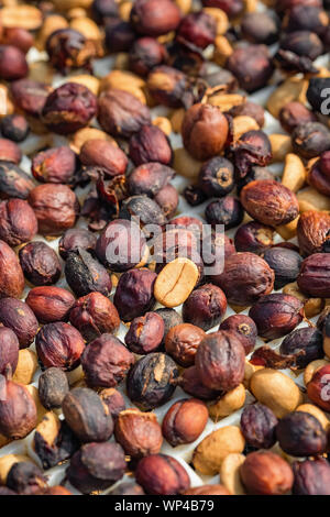 Kaffeebohnen trocknen bei Sun close-up Stockfoto