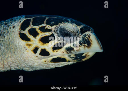 Hawksbill Turtle, Eretmochelys imbricata, vom Aussterben bedroht, Nahaufnahme des Gesichts, Pulau Suanggi Tauchplatz, Banda Islands, Maluku, Indonesien Stockfoto