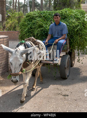 Ein ägyptischer Mann reiten auf einem Warenkorb von einem Esel angetrieben wird eine Last von frisch geschnittenen grünen Heu in der Nähe von Sakkara in Ägypten. Stockfoto