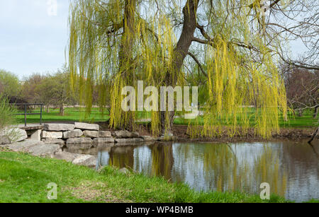 Frühling, Dominion Arboretum in der Nähe des Dow See, Ottawa, ON, CA Stockfoto