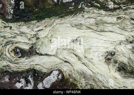 Nahaufnahme Blick von oben auf die weiße Algen Werk in Hot Springs Wasser flattern. Stockfoto