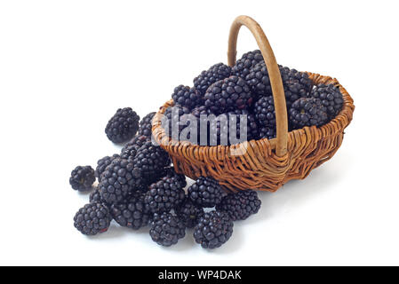 Frische Brombeeren in einem Weidenkorb isoliert auf weißem Stockfoto