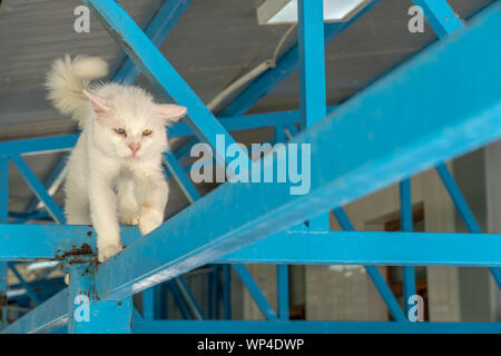 Katzen mit Heterochromia spezielle auf Van, Türkei Stockfoto