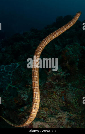 Chinesische Meeresschlange, Laticauda semifasciata, Schwimmen, Tanjung Kelapa Tauchplatz, Manuk Island, Banda Sea, Indonesien Stockfoto