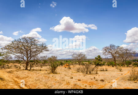 Einzigartige Savannah ebenen Landschaft mit Akazie in Kenia Stockfoto