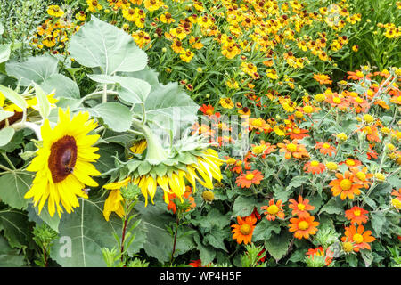 Mexikanische Sonnenblume Tithonia rotundifolia, Gelb Helenium Garten Grenze Helen's Blume, Sommer Blume Bett Sonnenblume Garten Blumen in voller Blüte Stockfoto