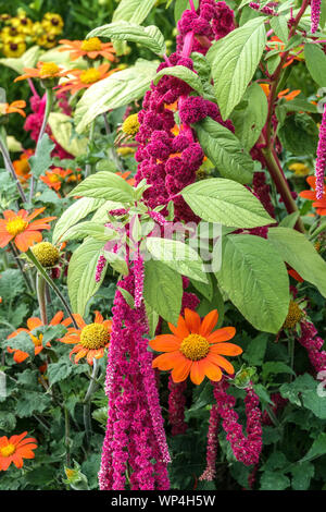 Rote Amaranth Pflanze Amaranthus caudatus 'Pony Tails' mexikanische Sonnenblume Tithonia rotundifolia 'Fiesta Del so' Amaranthus Blume Tithonia jährliche Blumen Stockfoto