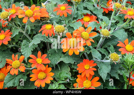 Mexikanische Sonnenblume Tithonia rotundifolia Fiesta Del Sol schöne Orange Blumen Orange Tithonia August Blumen Garten mehrjährige Sommerpflanze Tithonia Stockfoto