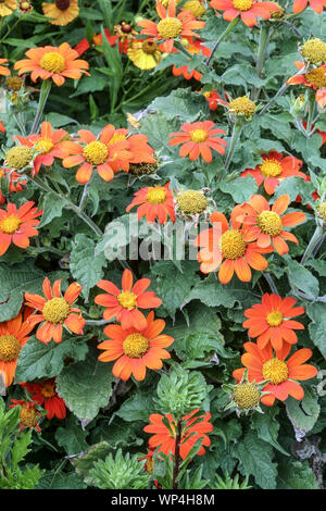 Tithonia rotundifolia mexikanische Sonnenblume Orange Blumen Tithonia 'Fiesta Del Sol' Tithonia Blumen Sommer Garten August blühende Pflanze Grenze Stockfoto