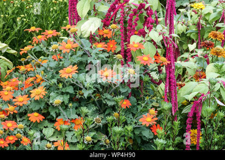 Mexikanische Sonnenblume Tithonia rotundifolia Amaranth buntes Sommerblumenbett Tithonia rotundifolia Fiesta Del Sol Mixed Amaranthus caudatus Pony Tails Stockfoto