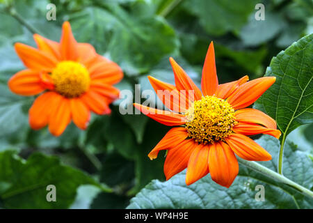 Mexikanische Sonnenblume Tithonia rotundifolia Fackel', orange Blume Stockfoto