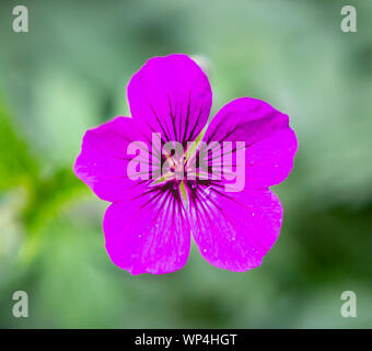 Hot Pink Flower Stockfoto