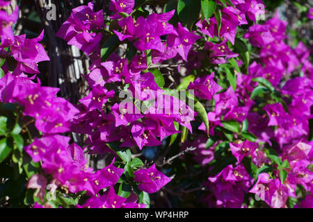 Nahaufnahme von Lila bouganville Blumen in einem Garten, Ischia, Neapel, Italien - Bougainvillea Stockfoto