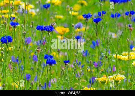 Blühende Sommerwiese mit flachen Schärfentiefe und Tiefenschärfe Stockfoto