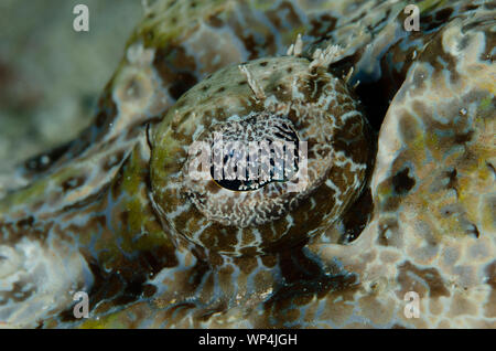 Krokodil Flathead, Cymbacephalus beauforti, Augendetail, zu viele Fische Tauchplatz, Pulau Koon, Zentral Molukken, Indonesien Stockfoto