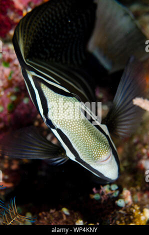 Pacific Sailfin Tang, Zebrasoma velifer, Yilliet Kecil Tauchplatz, Nachttauchgang, Yilliet Island, Misool, Raja Ampat, Westpapua, Indonesien Stockfoto