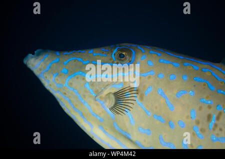 Scrawled Filefish, Aluterus scriptus, Four Kings Tauchplatz, Misool, Raja Ampat, West Papua, Indonesien Stockfoto